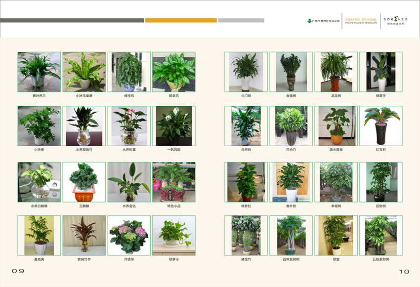 廣州花場苗木畫冊設計,花場苗木畫冊設計公司 廣州花場苗木畫冊設計,花場苗木畫冊設計公司