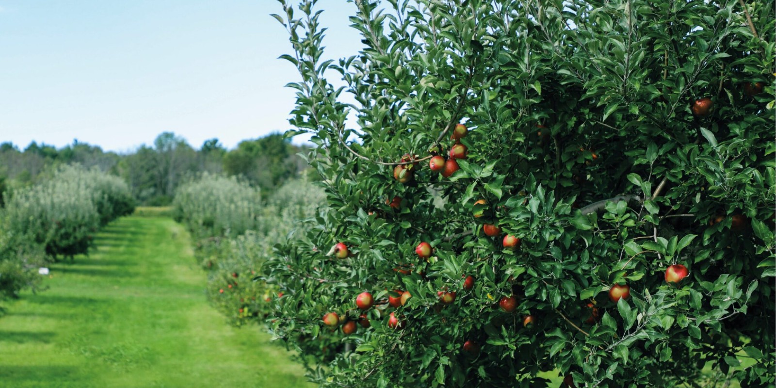 蘋果包裝設計,水果包裝設計公司 蘋果包裝設計,水果包裝設計公司